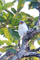 White-rumped Falcon